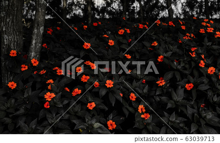 The groves of New Guinea impatiens are red. The leaves are dark black The groves of New Guinea impatiens are red. The leaves are dark black 63039713