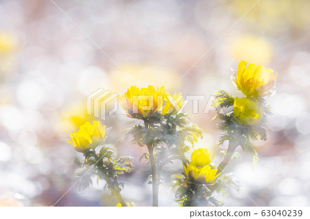 福庫格的花 63040239