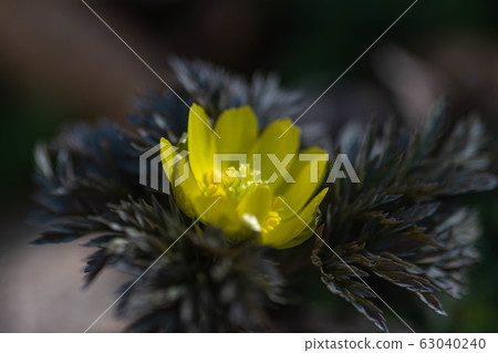 福庫格的花 63040240