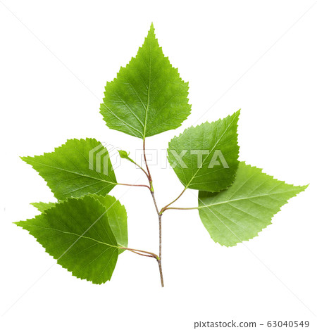 Green birch leaf isolated on white background. 63040549