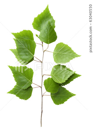 Green birch leaf isolated on white background. 63040550