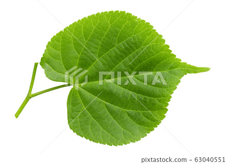 Green linden leaf isolated on white background. 63040551