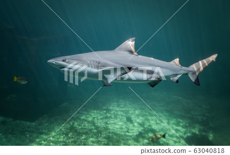 Blacktip reefs shark swimming. Blacktip reefs shark swimming. 63040818