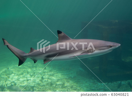 Blacktip reefs shark swimming. 63040821