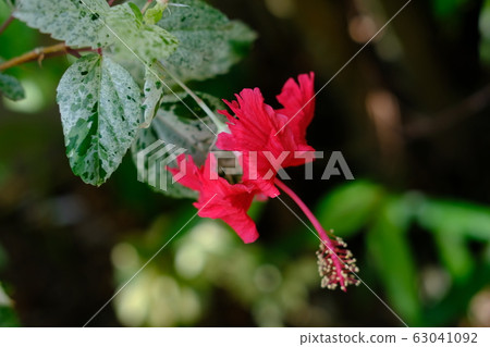 Red Hibiscus flower bloom on a green background Red Hibiscus flower bloom on a green background 63041092