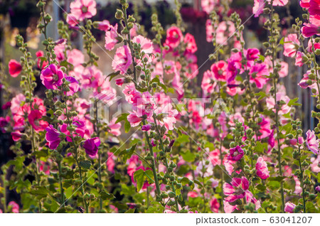 Beautiful blooming hollyhock or alcea flowers in 63041207