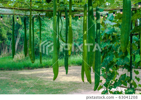 Luffa cylindrica hanging in plantation Luffa cylindrica hanging in plantation 63041208