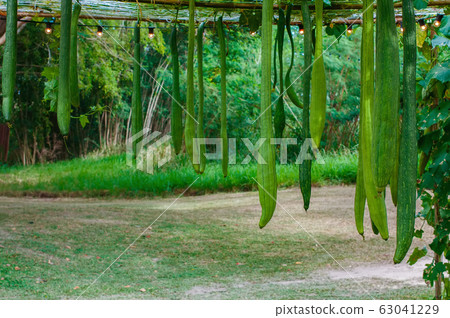 Luffa cylindrica hanging in plantation Luffa cylindrica hanging in plantation 63041229