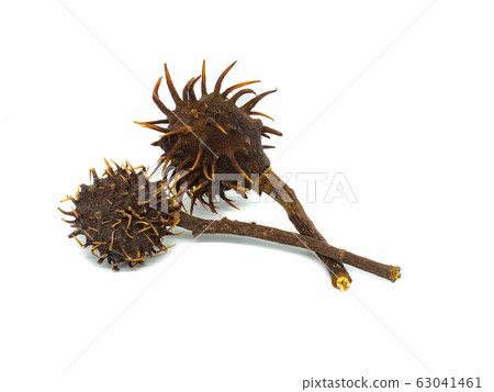 Two long spike shells of dry chestnuts on white. Two long spike shells of dry chestnuts on white. 63041461
