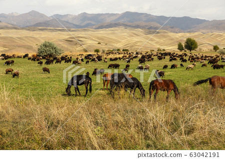 pasture in the mountains pasture in the mountains 63042191