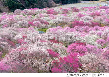稻部農業園區百靈公園 稻部農業園區百靈公園 63042446