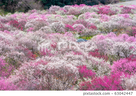 Inabe Agricultural Park Full-blown Bairin Park 63042447