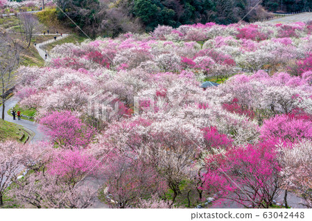 Inabe Agricultural Park Full-blown Bairin Park 63042448