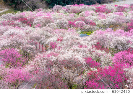 Inabe Agricultural Park Full-blown Bairin Park 63042450