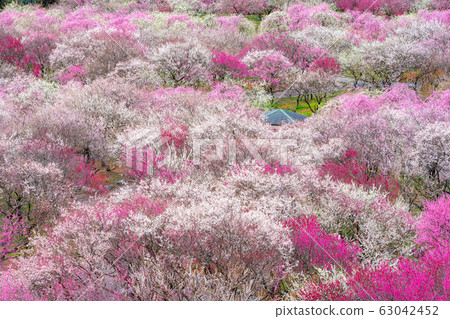 Inabe Agricultural Park Full-blown Bairin Park Inabe Agricultural Park Full-blown Bairin Park 63042452