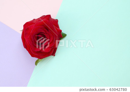 Dark red rose flower on pastel blue pink and lilac Dark red rose flower on pastel blue pink and lilac 63042780