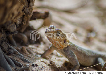 Lizard on a beach in Gambia, Agama Lizard Lizard on a beach in Gambia, Agama Lizard 63043087