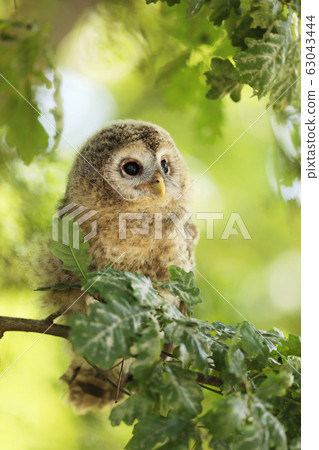 Young tawny owl - Strix aluco sin on the branch in Young tawny owl - Strix aluco sin on the branch in 63043444