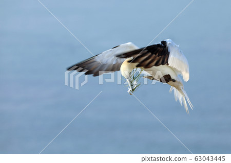 The northern gannet (Morus bassanus) landing with 63043445
