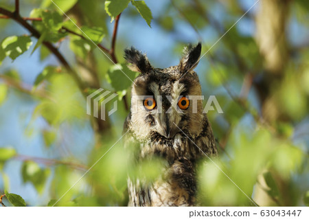 The long-eared owl - Asio otus, owl looking The long-eared owl - Asio otus, owl looking 63043447