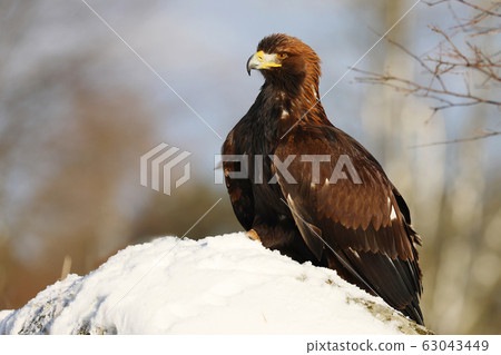Steppe Eagle, Aquila nipalensis, sitting in the Steppe Eagle, Aquila nipalensis, sitting in the 63043449