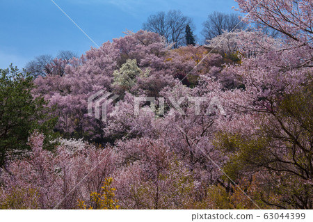 Cherry blossoms and fist flowers in full bloom at Hanamiyama Park Cherry blossoms and fist flowers in full bloom at Hanamiyama Park 63044399