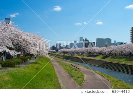 Cherry blossoms in full bloom along the Sakura River in Mito City (Ibaraki Japan) Cherry blossoms in full bloom along the Sakura River in Mito City (Ibaraki Japan) 63044413