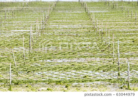 Aasa (Aosa) farm Aasa (Aosa) farm 63044979