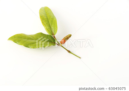 Butterfly berries Butterfly berries 63045075