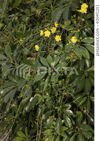 Ouba mododuki 63045201