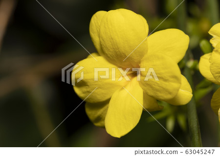 Ouba mododuki 63045247