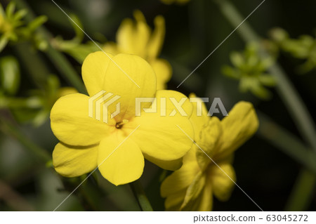 Ouba mododuki 63045272