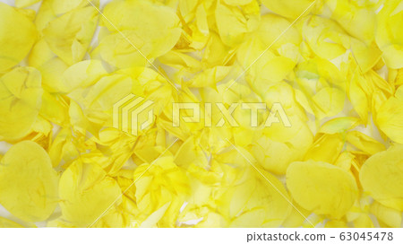 Yellow rose background 63045478