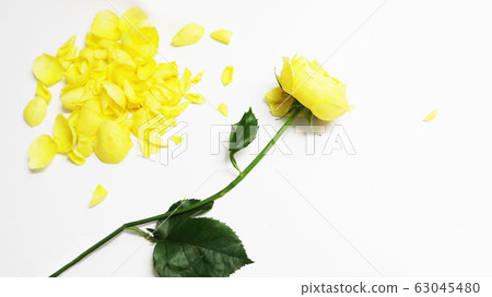 Yellow rose background 63045480