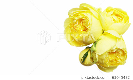 Yellow rose background Yellow rose background 63045482