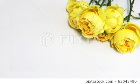 黃玫瑰背景 63045490