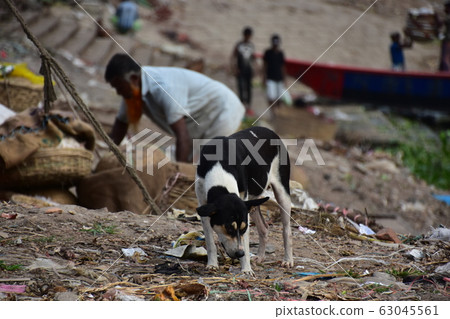 Workers working along the Shodor Ghat Brigonga River in Dhaka, Bangladesh and stray dogs searching for food on the riverbank 63045561
