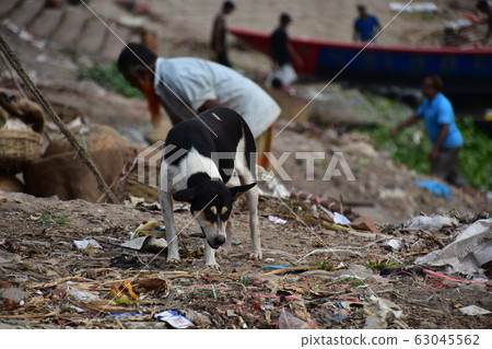 Workers working along the Shodor Ghat Brigonga River in Dhaka, Bangladesh and stray dogs searching for food on the riverbank 63045562