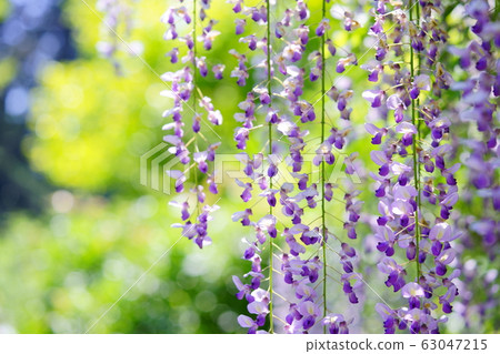 春日大社和萬葉植物園的紫藤8號 照片素材 圖片 圖庫