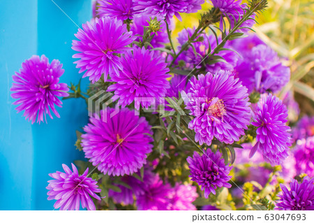 優先國(Asta)紫色花 優先國(Asta)紫色花 63047693