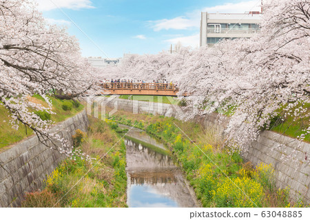 Beautiful pink cherry blossom in full bloom. Beautiful pink cherry blossom in full bloom. 63048885