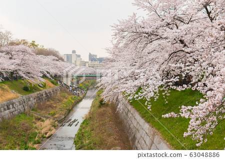 Beautiful pink cherry blossom in full bloom. Beautiful pink cherry blossom in full bloom. 63048886