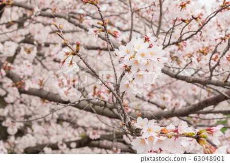 Beautiful pink cherry blossom in full bloom. Beautiful pink cherry blossom in full bloom. 63048901