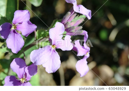 Murasaki Hanana（紫色強姦）開始開花 63048929