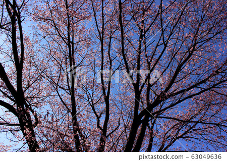The clear blue sky and Anjo cherry tree at Mizouin (2) 63049636