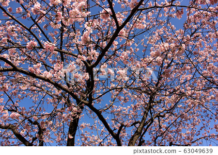 Azuki cherry blossoms at Mizouin (2) 63049639