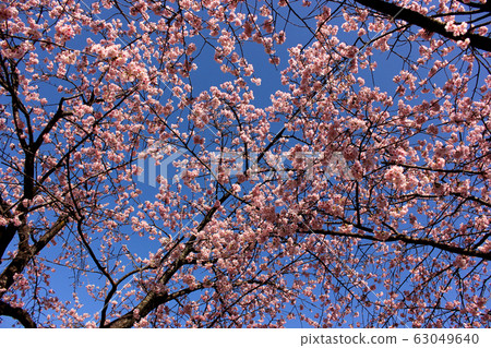 Azuki Cherry Blossoms at Mizou-in Temple (3) 63049640