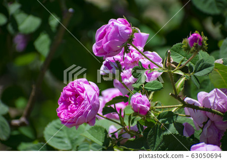 Pink rose (Chappeau de Napoleon) Pink rose (Chappeau de Napoleon) 63050694
