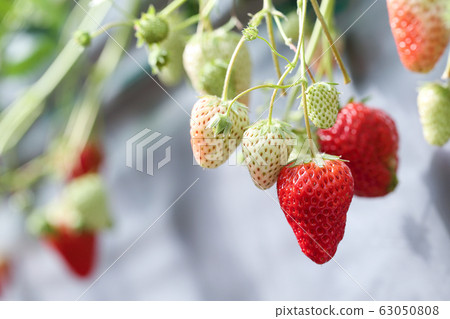 Strawberries cultivated in the greenhouse of the producer farm (Red Hope, March) 63050808
