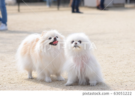 好朋友博美犬 好朋友博美犬 63051222